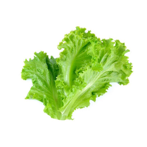 Green Lettuce